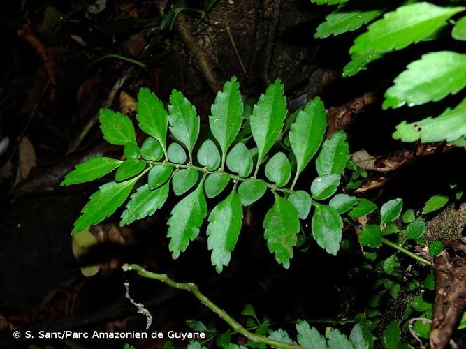 <i>Pilea imparifolia</i> Wedd., 1852 © S. Sant/Parc Amazonien de Guyane