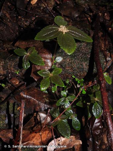 <i>Pilea pubescens</i> Liebm., 1851 © S. Sant/Parc Amazonien de Guyane