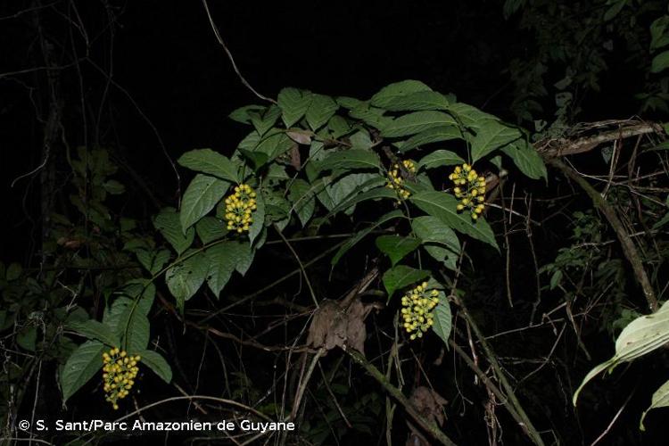 <i>Aegiphila membranacea</i> Turcz., 1863 © S. Sant/Parc Amazonien de Guyane