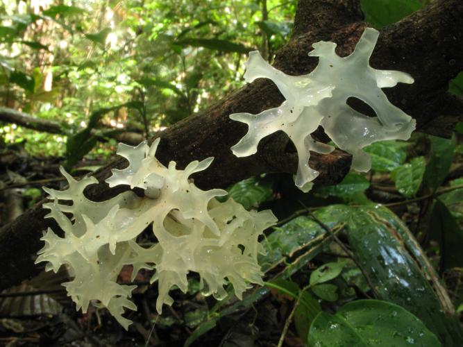 Tremella fuciformis (Saül, 2019) © G. Corriol/CBN Pyrénées et Midi-Pyrénées