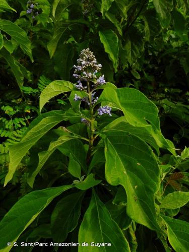 <i>Cornutia pubescens</i> C.F.Gaertn., 1807 © S. Sant/Parc Amazonien de Guyane