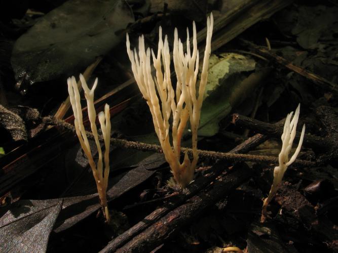 Tremellodendropsis flagelliformis (Saül, 2019) © G. Corriol/CBN Pyrénées et Midi-Pyrénées