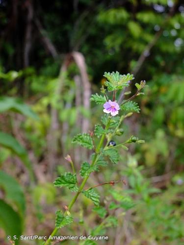 <i>Tamonea spicata</i> Aubl., 1775 © S. Sant/Parc Amazonien de Guyane