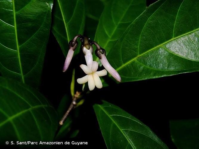 <i>Amphirrhox longifolia</i> (A.St.-Hil.) Spreng., 1827 © S. Sant/Parc Amazonien de Guyane