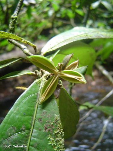 <i>Paypayrola guianensis</i> Aubl., 1775 © C. Delnatte