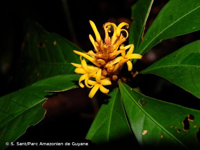 <i>Paypayrola hulkiana</i> Pulle, 1912 © S. Sant/Parc Amazonien de Guyane