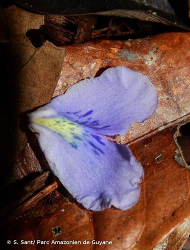 <i>Qualea coerulea</i> Aubl., 1775 © S. Sant/ Parc Amazonien de Guyane