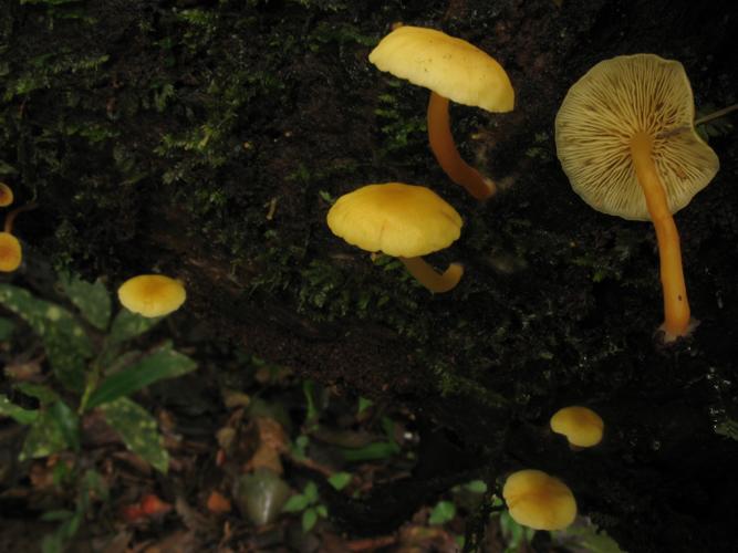 Tricholomopsis aurea (Saül, 2019) © G. Corriol/CBN Pyrénées et Midi-Pyrénées