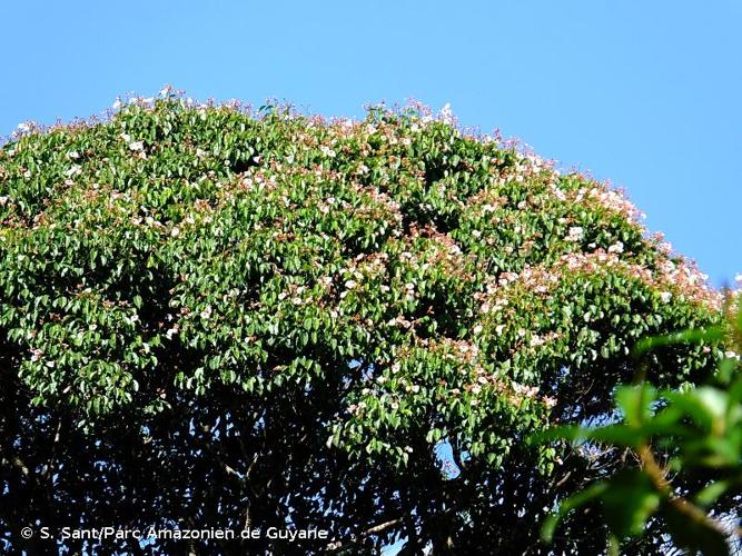 <i>Qualea rosea</i> Aubl., 1775 © S. Sant/Parc Amazonien de Guyane