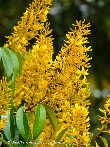 <i>Vochysia tomentosa</i> (G.Mey.) DC., 1828 © S. Sant/Parc Amazonien de Guyane