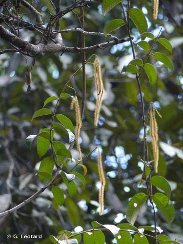 <i>Condylocarpon amazonicum</i> (Markgr.) Ducke, 1943 © G. Léotard