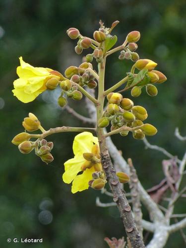 <i>Cochlospermum orinocense</i> (Kunth) Steud., 1840 © G. Léotard