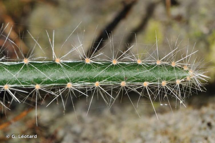 <i>Selenicereus extensus</i> (Salm-Dyck ex DC.) Leuenb., 2001 © G. Léotard