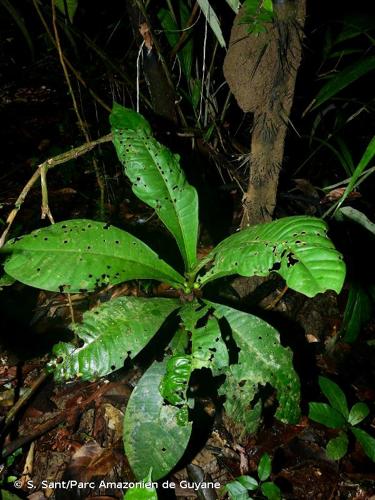 <i>Faramea tinguana</i> Müll.Arg., 1875 © S. Sant/Parc Amazonien de Guyane