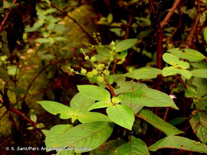 <i>Sipanea stahelii</i> Bremek., 1934 © S. Sant/Parc Amazonien de Guyane