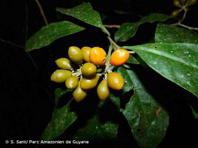 <i>Schoenobiblus daphnoides</i> Mart., 1824 © S. Sant/ Parc Amazonien de Guyane