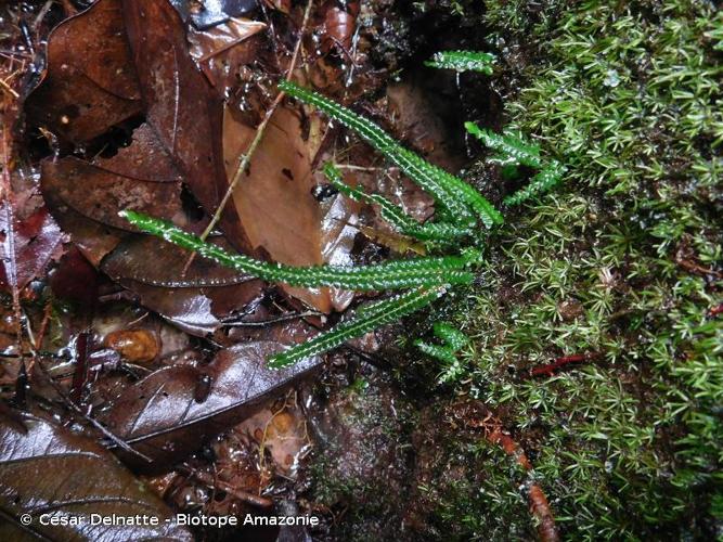 <i>Lindsaea guianensis </i>(Aubl.) Dryand., 1797 subsp.<i> guianensis</i> © César Delnatte - Biotope Amazonie