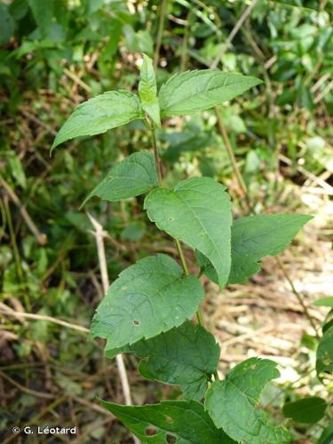 <i>Calea solidaginea </i>subsp.<i> deltophylla</i> (R.S.Cowan) Pruski, 1997 © G. Léotard