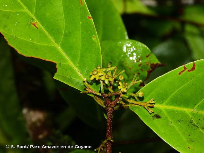 <i>Salacia multiflora </i>(Lam.) DC., 1824 subsp.<i> multiflora</i> © S. Sant/ Parc Amazonien de Guyane