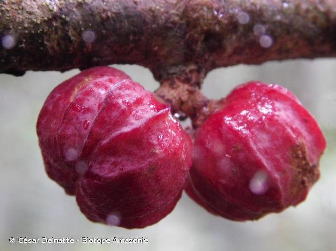 <i>Guarea pubescens </i>(Rich.) A.Juss., 1830 subsp.<i> pubescens</i> © César Delnatte - Biotope Amazonie