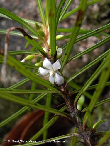 <i>Sauvagesia aliciae </i>subsp.<i> aratayensis</i> Sastre, 1984 © S. Sant/Parc Amazonien de Guyane