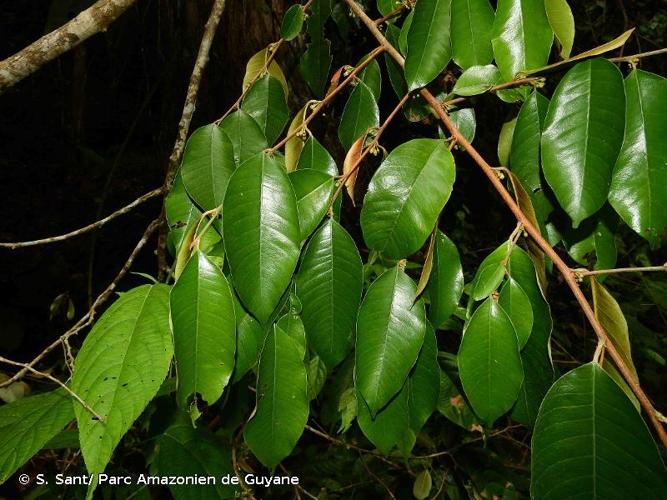 <i>Chrysophyllum argenteum </i>subsp.<i> auratum</i> (Miq.) T.D.Penn., 1990 © S. Sant/ Parc Amazonien de Guyane