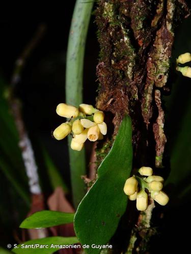 <i>Guarea pubescens </i>subsp.<i> pubiflora</i> (A.Juss.) T.D.Penn., 1981 © S. Sant/Parc Amazonien de Guyane