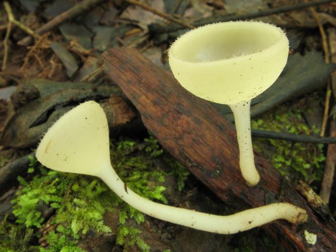 Cookeina speciosa (Saül, 2019) © G. Corriol/CBN Pyrénées et Midi-Pyrénées