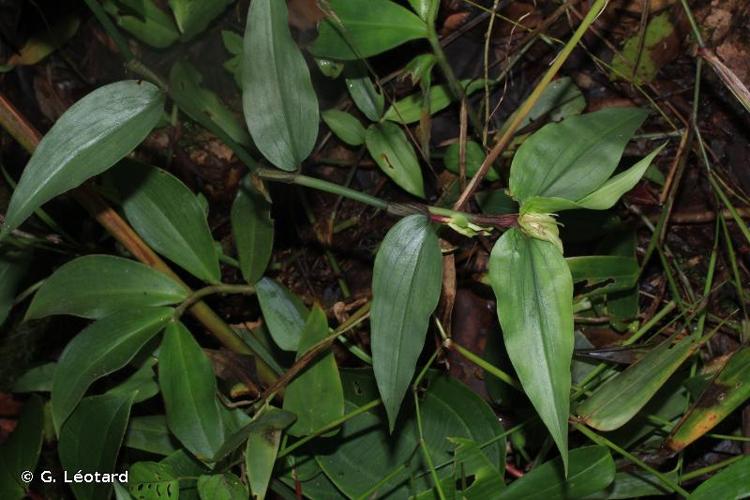 <i>Commelina rufipes </i>var.<i> glabrata</i> (D.R.Hunt) Faden & D.R.Hunt, 1987 © G. Léotard