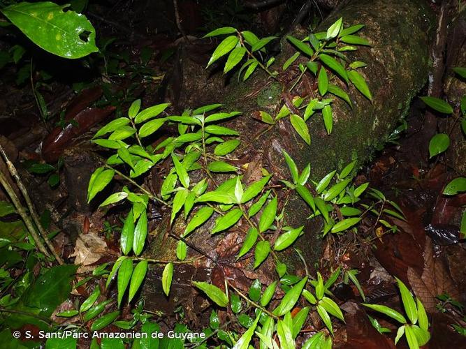 <i>Commelina rufipes </i>Seub., 1855 var.<i> rufipes</i> © S. Sant/Parc Amazonien de Guyane