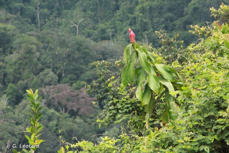 <i>Costus spiralis </i>var.<i> villosus</i> Maas, 1972 © G. Léotard