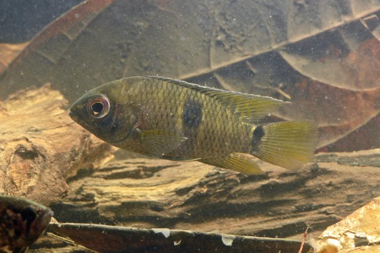 Aequidens tetramerus (Gros Saut sur le Grand Abounami, Papaïchton, 2020) © F. Melki/Fondation Biotope