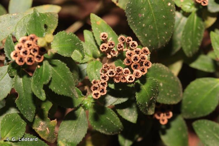 <i>Macrocentrum cristatum </i>(DC.) Triana, 1872 var.<i> cristatum</i> © G. Léotard