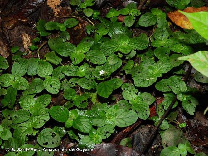 <i>Sipanea ovalifolia </i>Bremek., 1934 var.<i> ovalifolia</i> © S. Sant/ Parc Amazonien de Guyane