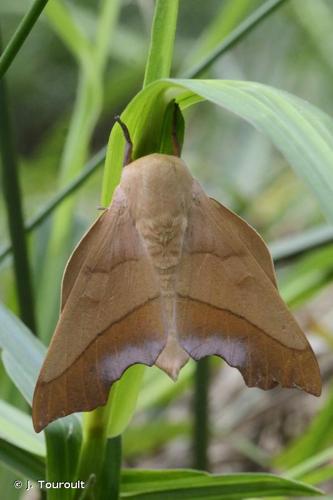 <i>Syssphinx molina</i> (Cramer, 1780) © J. Touroult