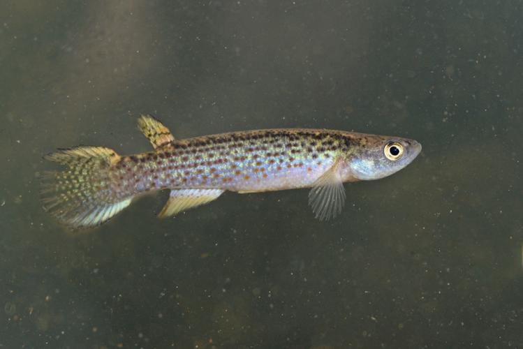 Anablepsoides lungi (Gros Saut sur le Grand Abounami, Papaïchton, 2020) © F. Melki/Fondation Biotope