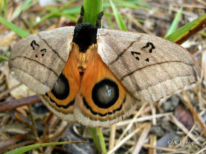 <i>Automeris curvilinea</i> Schaus, 1906 © A. Lévêque (Entomo Fauna)