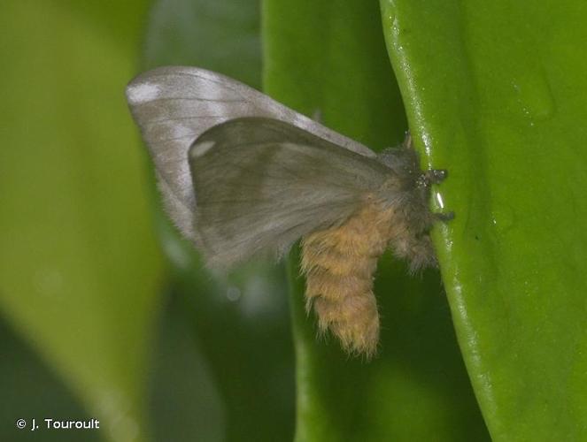 <i>Hylesia metabus</i> (Cramer, 1775) © J. Touroult