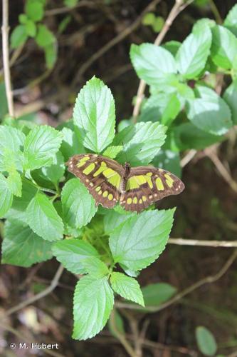 <i>Siproeta stelenes</i> (Linnaeus, 1758) © M. Hubert