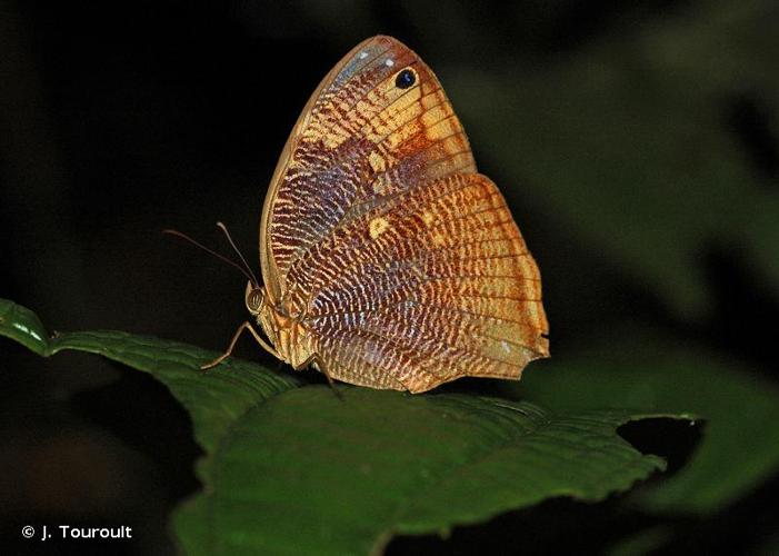 <i>Bia actorion</i> (Linnaeus, 1763) © J. Touroult