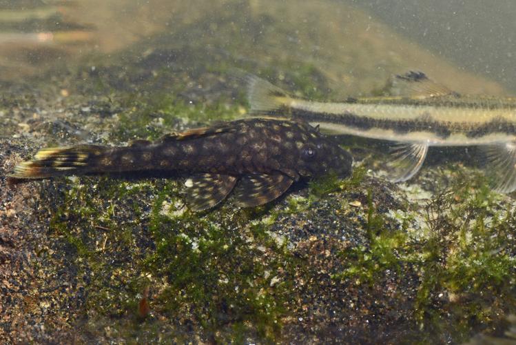 Ancistrus cf. leucostictus (Gros Saut sur le Grand Abounami, Papaïchton, 2020) © F. Melki/Fondation Biotope