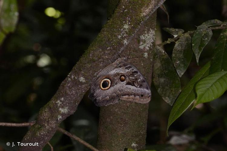 <i>Caligo idomeneus</i> (Linnaeus, 1758) © J. Touroult