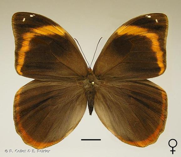 <i>Catoblepia berecynthia</i> (Cramer, 1777) © P. Collet & E. Poirier