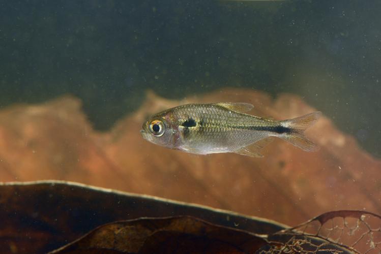 Astyanax validus (Gros Saut sur le Grand Abounami, Papaïchton, 2020) © F. Melki/Fondation Biotope