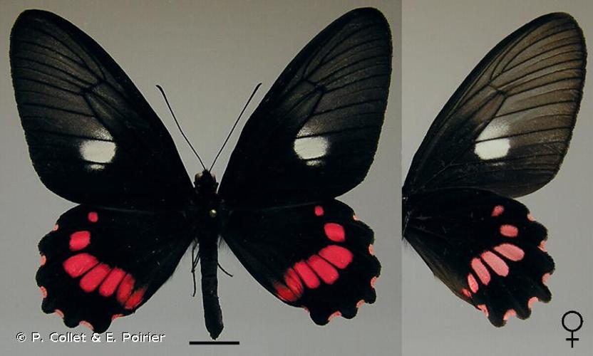 <i>Parides lysander</i> (Cramer, 1775) © P. Collet & E. Poirier