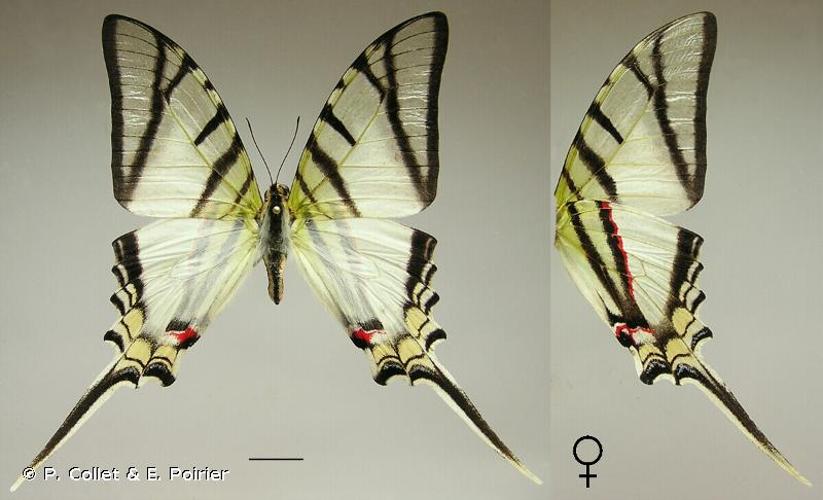 <i>Protesilaus telesilaus</i> (Felder, 1864) © P. Collet & E. Poirier