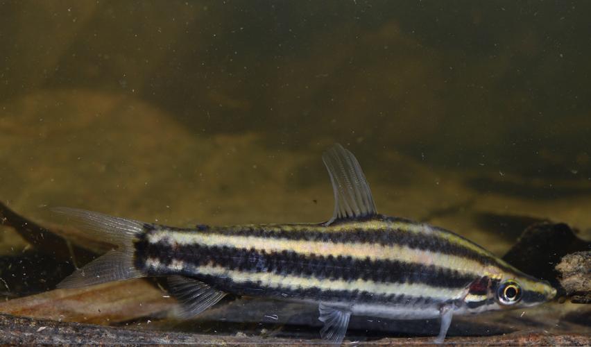 Anostomus brevior (Gros Saut sur le Grand Abounami, Papaïchton, 2020) © F. Melki/Fondation Biotope