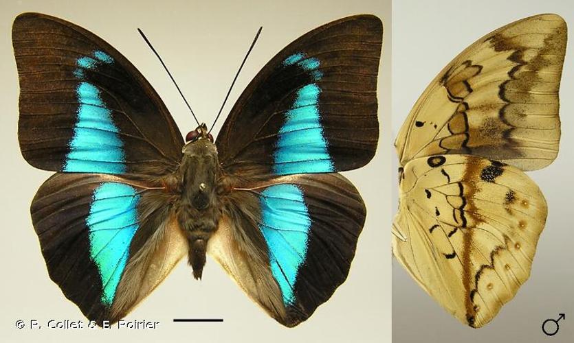 <i>Archaeoprepona licomedes</i> (Cramer, 1777) © P. Collet & E. Poirier