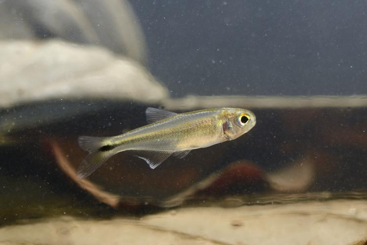 Bryconamericus guyanensis (Gros Saut sur le Grand Abounami, Papaïchton, 2020) © F. Melki/Fondation Biotope