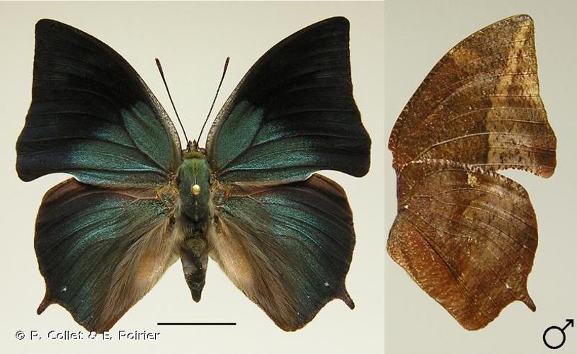 <i>Memphis oenomais</i> (Boisduval, 1870) © P. Collet & E. Poirier